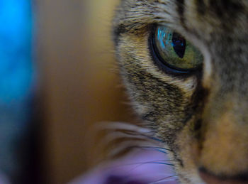 Close-up portrait of a cat