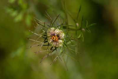 Close-up of insect on plant