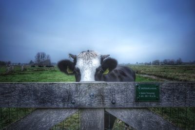 Portrait of cow in pen