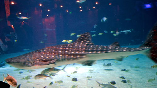 Fish swimming in aquarium