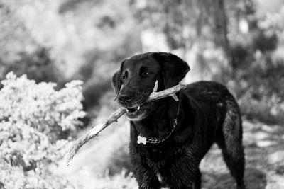 Close-up of dog