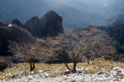 View of trees on mountain during winter