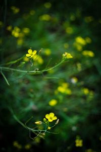 Close-up of yellow flowers blooming outdoors