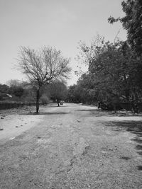 Bare trees in park