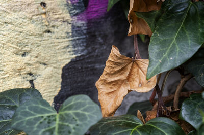 Close-up of dry leaves on plant