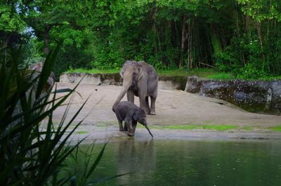 View of elephant drinking water from lake