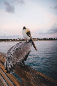 Bird perching on wooden post in sea against sky