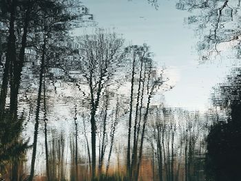 Reflection of trees in water