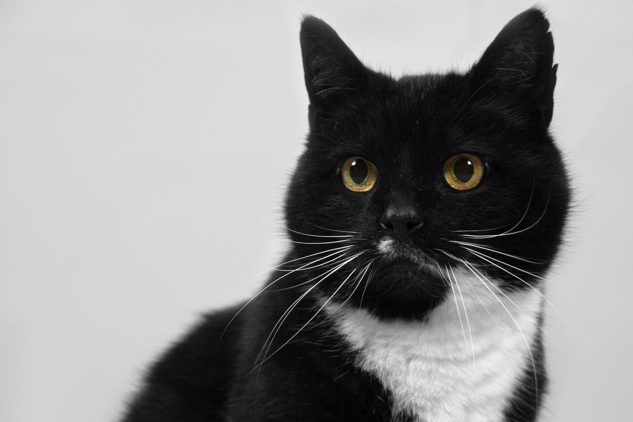 one animal, pets, domestic cat, animal themes, domestic animals, cat, mammal, feline, whisker, portrait, close-up, black color, staring, looking at camera, indoors, animal head, alertness, animal eye, focus on foreground