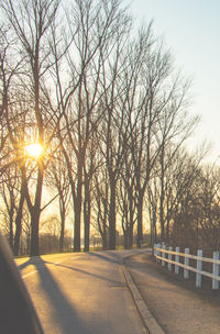 Sun shining through trees