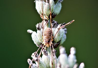 Close-up of insect on flower