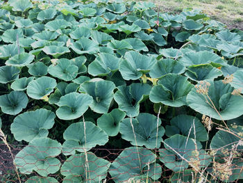 High angle view of leaves on field