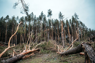 Fallen tree in forest against sky