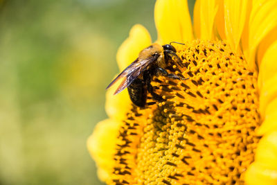 Close-up of bee pollinating on yellow flower