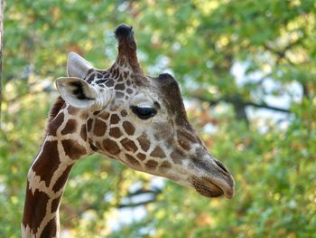 Close-up of giraffe