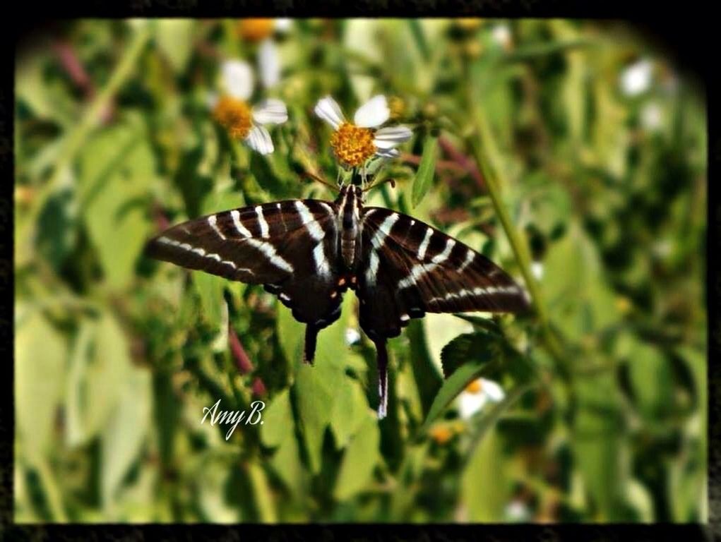insect, animals in the wild, animal themes, one animal, wildlife, butterfly - insect, transfer print, butterfly, flower, close-up, focus on foreground, animal wing, animal markings, nature, plant, beauty in nature, auto post production filter, fragility, pollination, growth