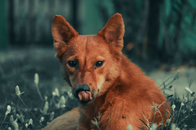 Portrait of dog