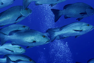 Close-up of fish swimming in sea