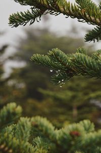 Close-up of fern growing on tree