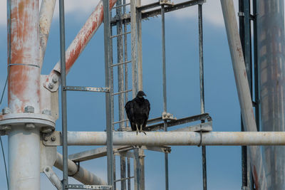 Black vulture perched on the metal cross bar of a cell phone tower.