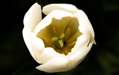 Close-up of flower against black background