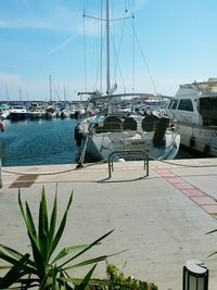 Sailboats in harbor on sunny day