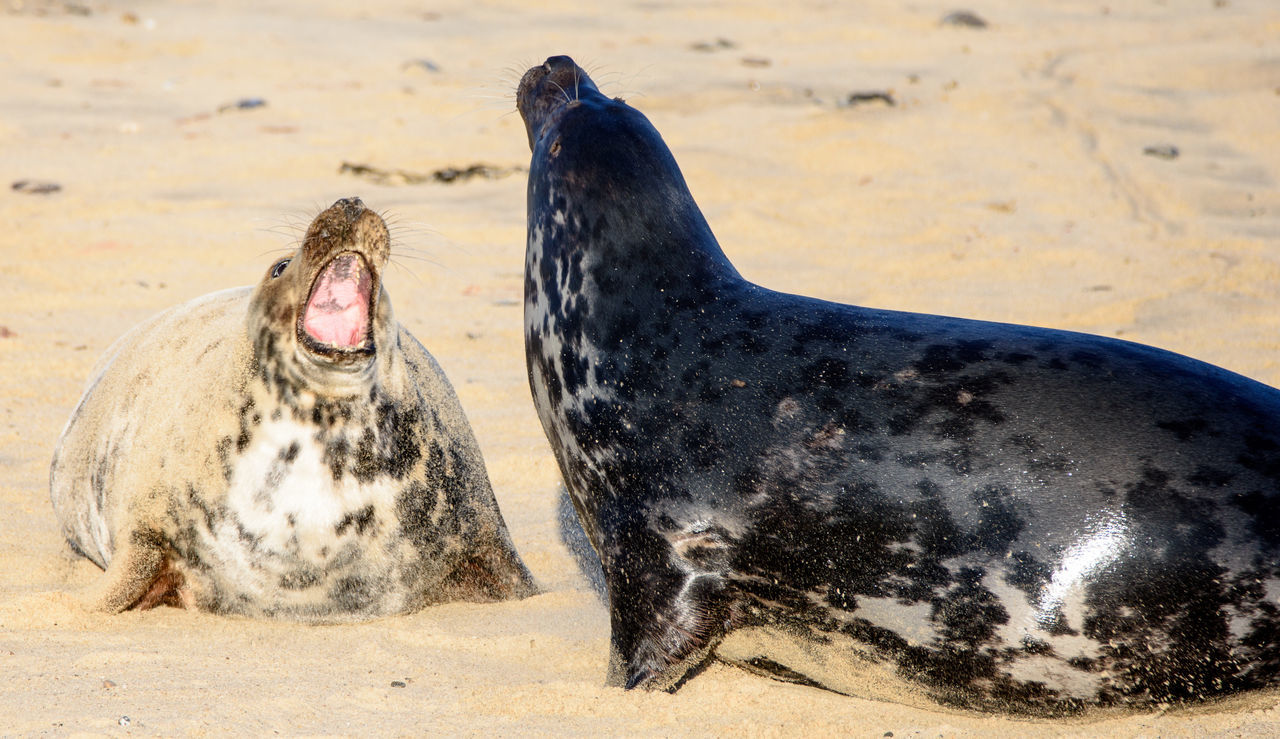 Female seal