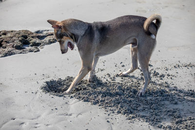 Dog digging on beach