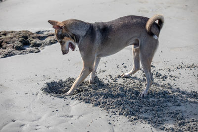 Dog standing on beach