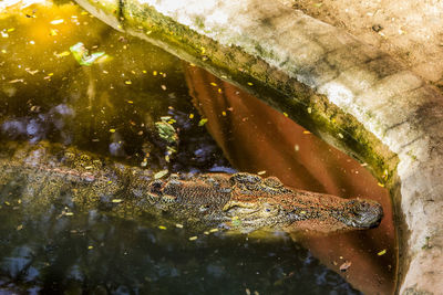 Close-up of fish in sea