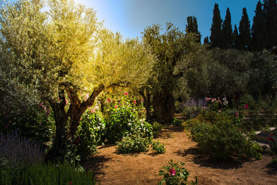 View of flowering plants in garden