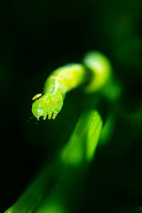 Close-up of green leaf on plant
