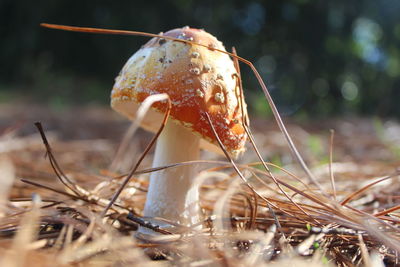 Close-up of mushroom growing on field