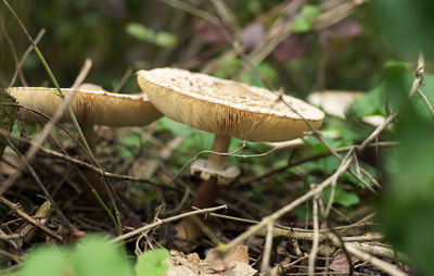 Close-up of mushroom growing on field