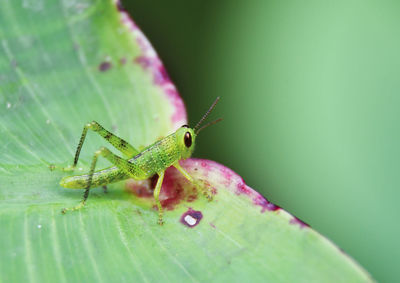 Close-up of insect on leaf