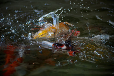 High angle view of koi carps swimming in lake