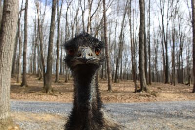 The face of emus