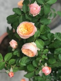 High angle view of rose roses