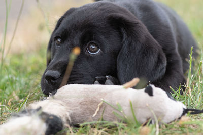 Cute portrait of an 8 week old black labrador puppy sitting on the grass with it's favourite toy