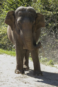 View of elephant in sunlight