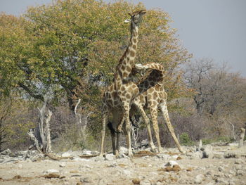 Giraffes standing on tree