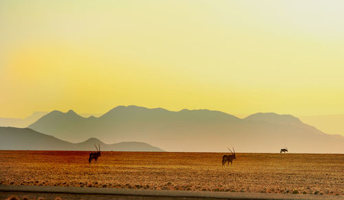 Gemsboks at namib desert during sunset