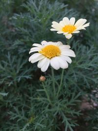 Close-up of flowers blooming outdoors