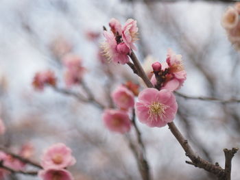 Close-up of pink cherry blossoms in spring