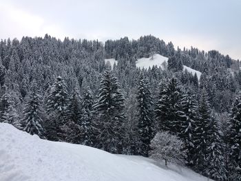 Pine trees on snow covered land against sky