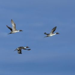 Low angle view of birds flying against blue sky