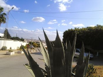 Palm trees against cloudy sky