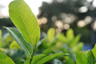 Close-up of green leaves