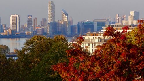 Trees in city against sky