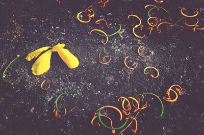 Close-up of yellow flower